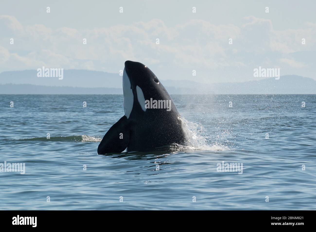 Killer balena / orca (Orcinus orca) Spyhopping transitorio, San Juan Islands, Washington, USA, settembre Foto Stock