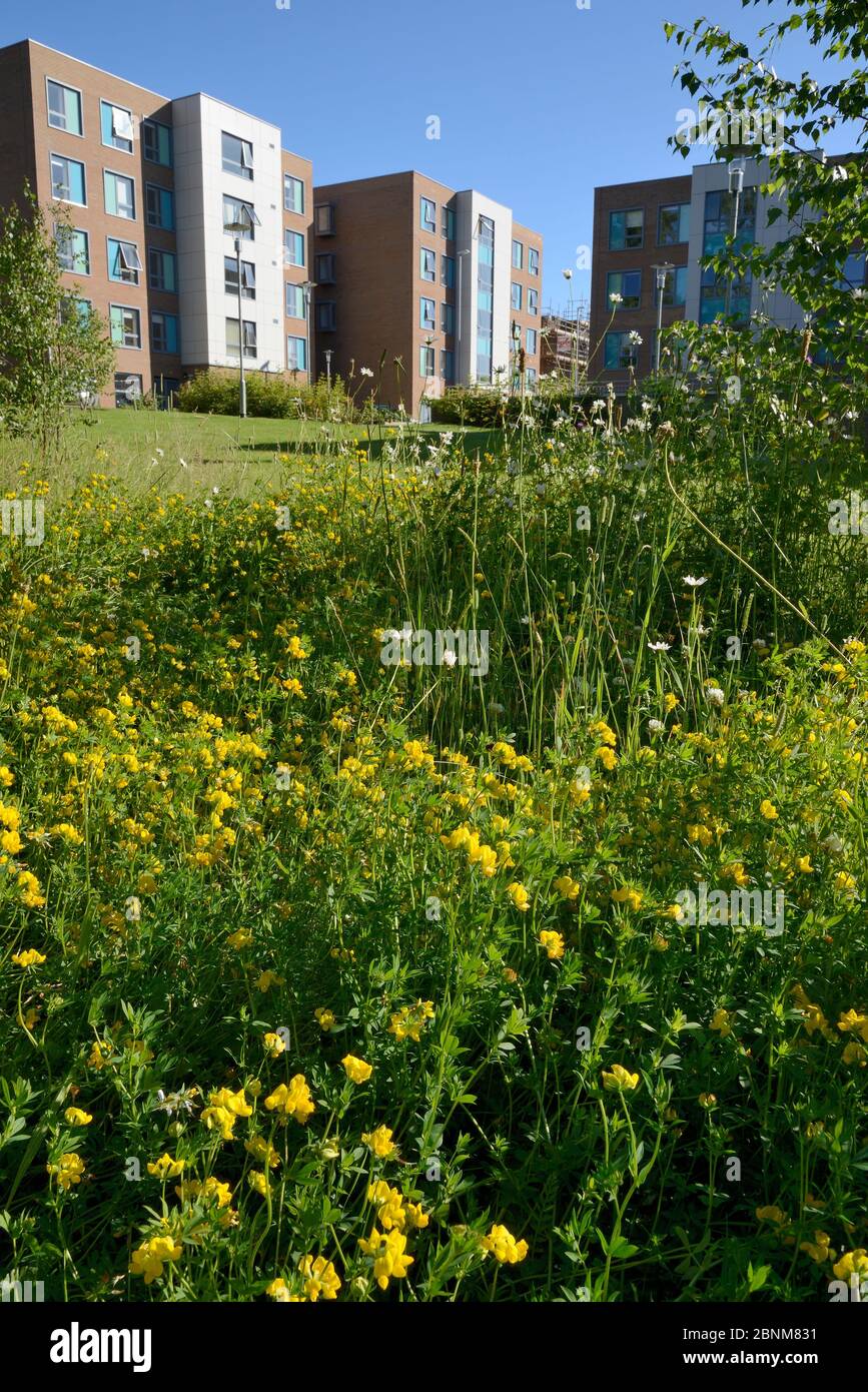 Prato perenne di fiori selvatici, tra cui il trifoglio di Birdsfoot (loto corniculatus), le margherite di Oxeye (Leucanthemum vulgare) e il trifoglio rosso (Trifolium pratense) Foto Stock