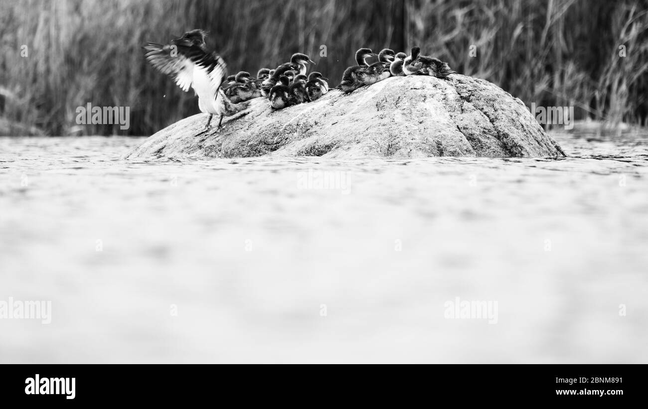 Donna gosan con molti pulcini su una roccia. Foto Stock