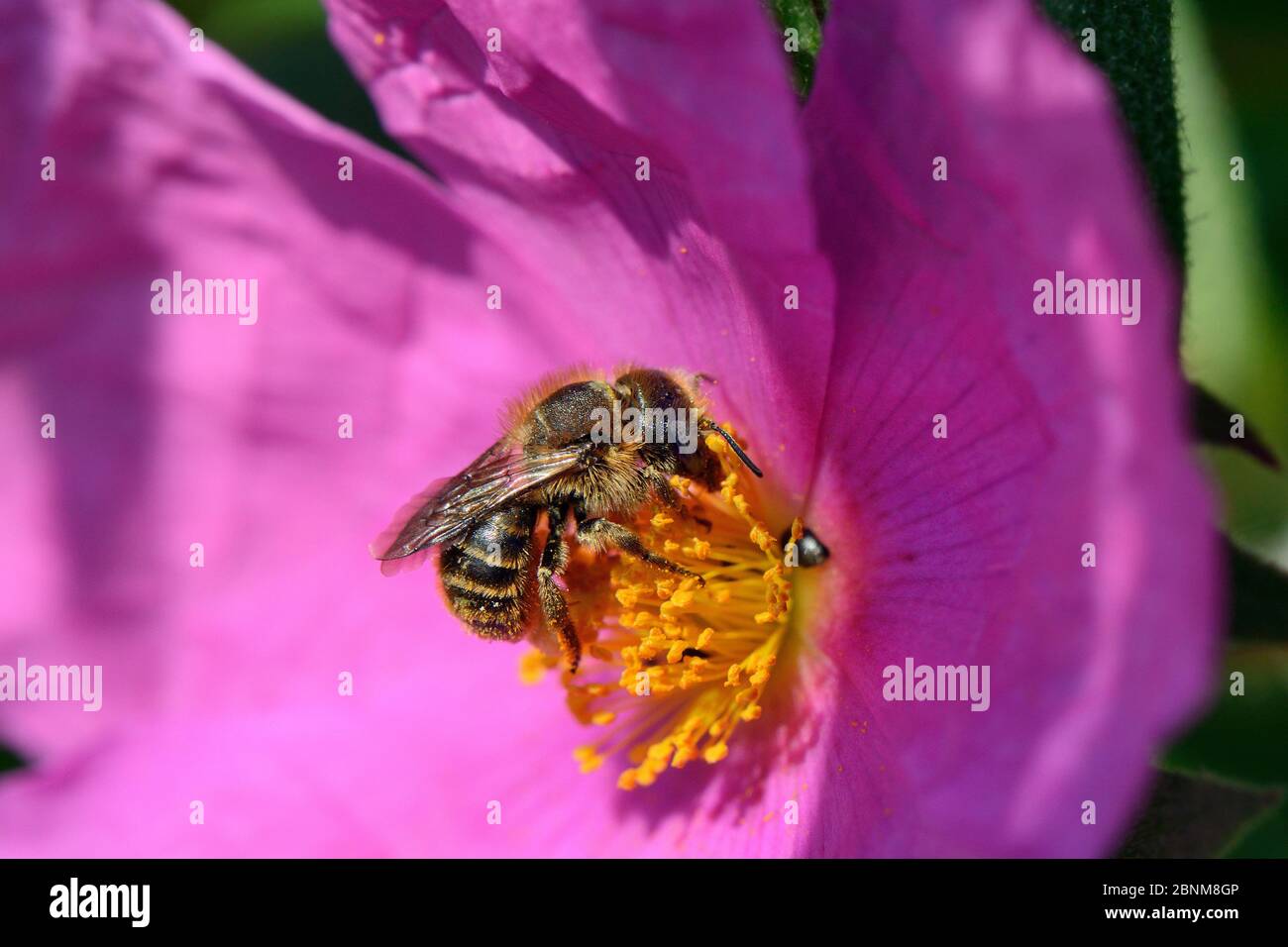 Ape di muratore orlato (Osmia aurulenta) che si nectaring su rosa di roccia (Cistus pulverulentus) in un giardino piantato con pollinator che attrae i fiori, Dungen Foto Stock