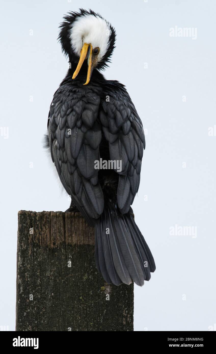 Cormorano pied (Phalacrocorax melanoleucos) seduto su posto marino e preening. Werribee fognature Farm, Werribee, Victoria, Australia Foto Stock