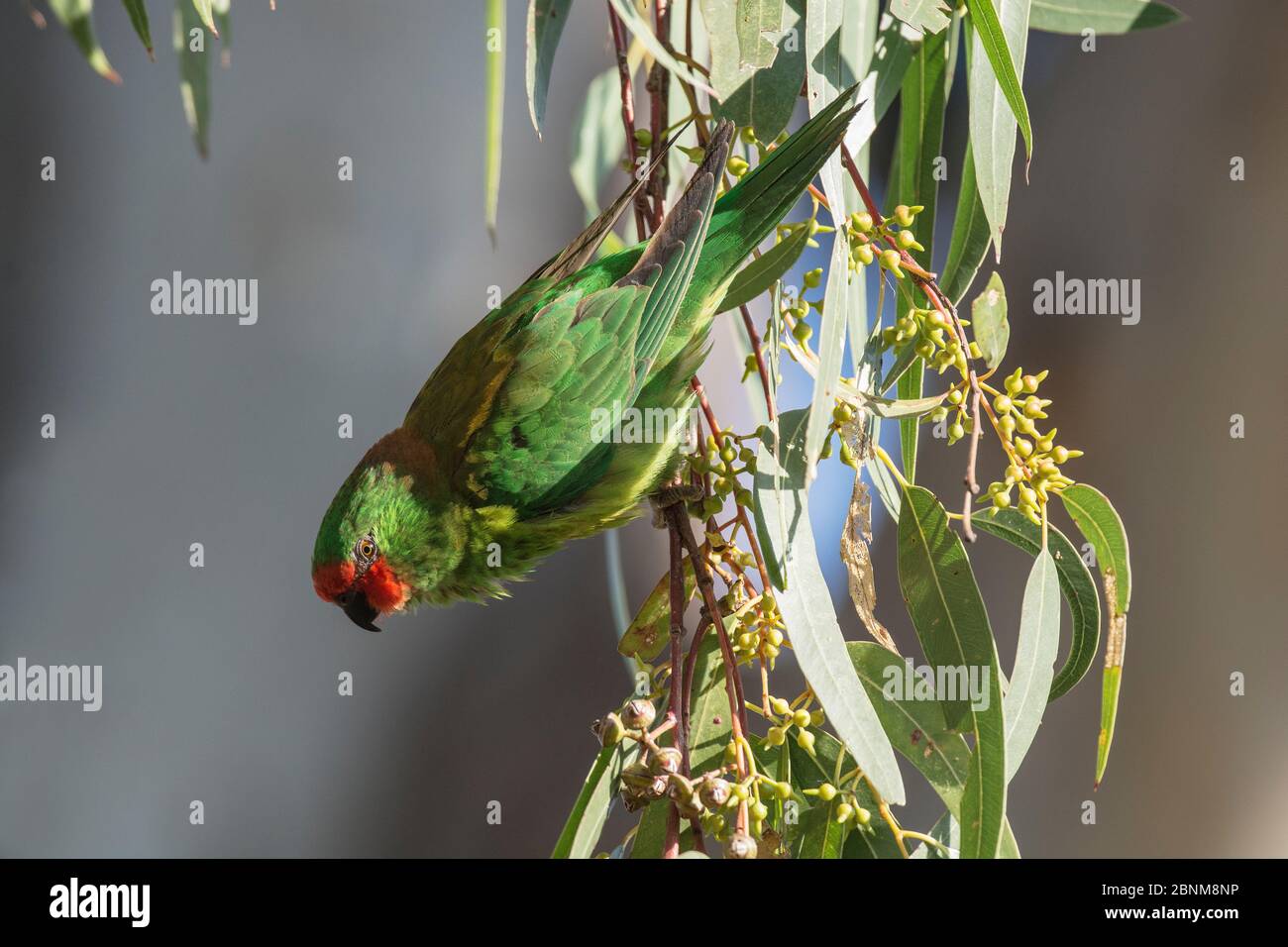 Piccolo corikeet (Pusilla lucida) che afferra i rami mentre è appollaiato in un albero di eucalipto lungo il fiume. Werribee, Victoria, Australia Foto Stock