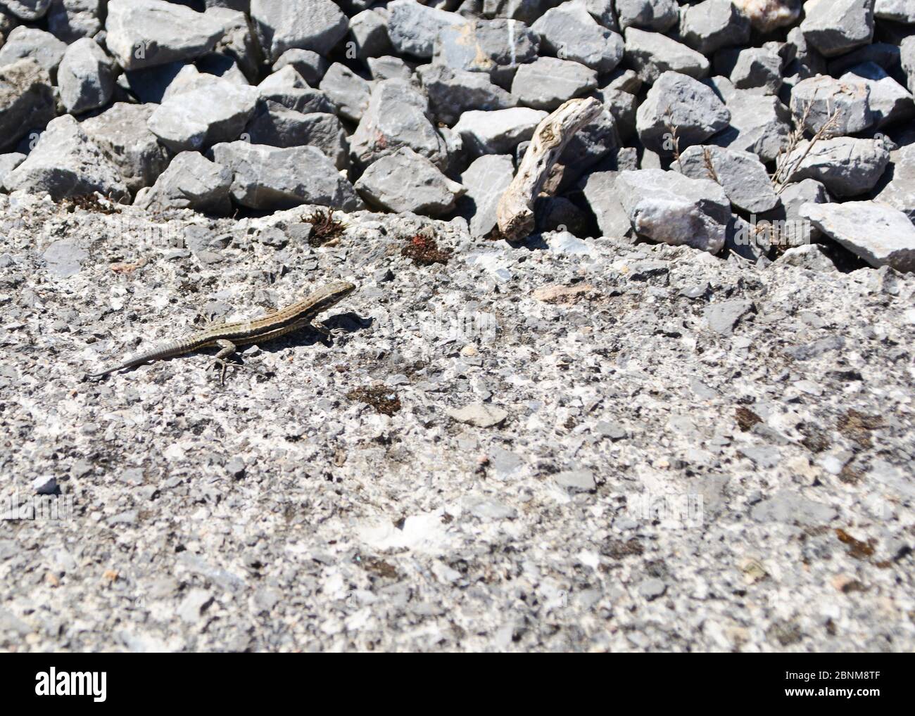 Lucertola crogiolarsi al sole in una giornata estiva. Colori della natura Foto Stock