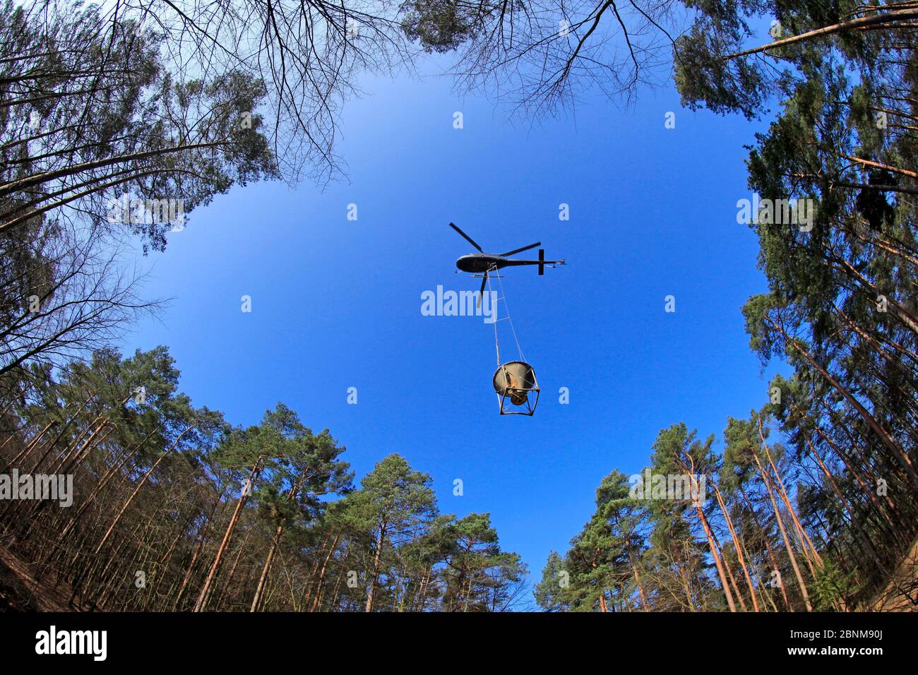 Limatura forestale in elicottero, Treviri, Renania-Palatinato, Germania Foto Stock