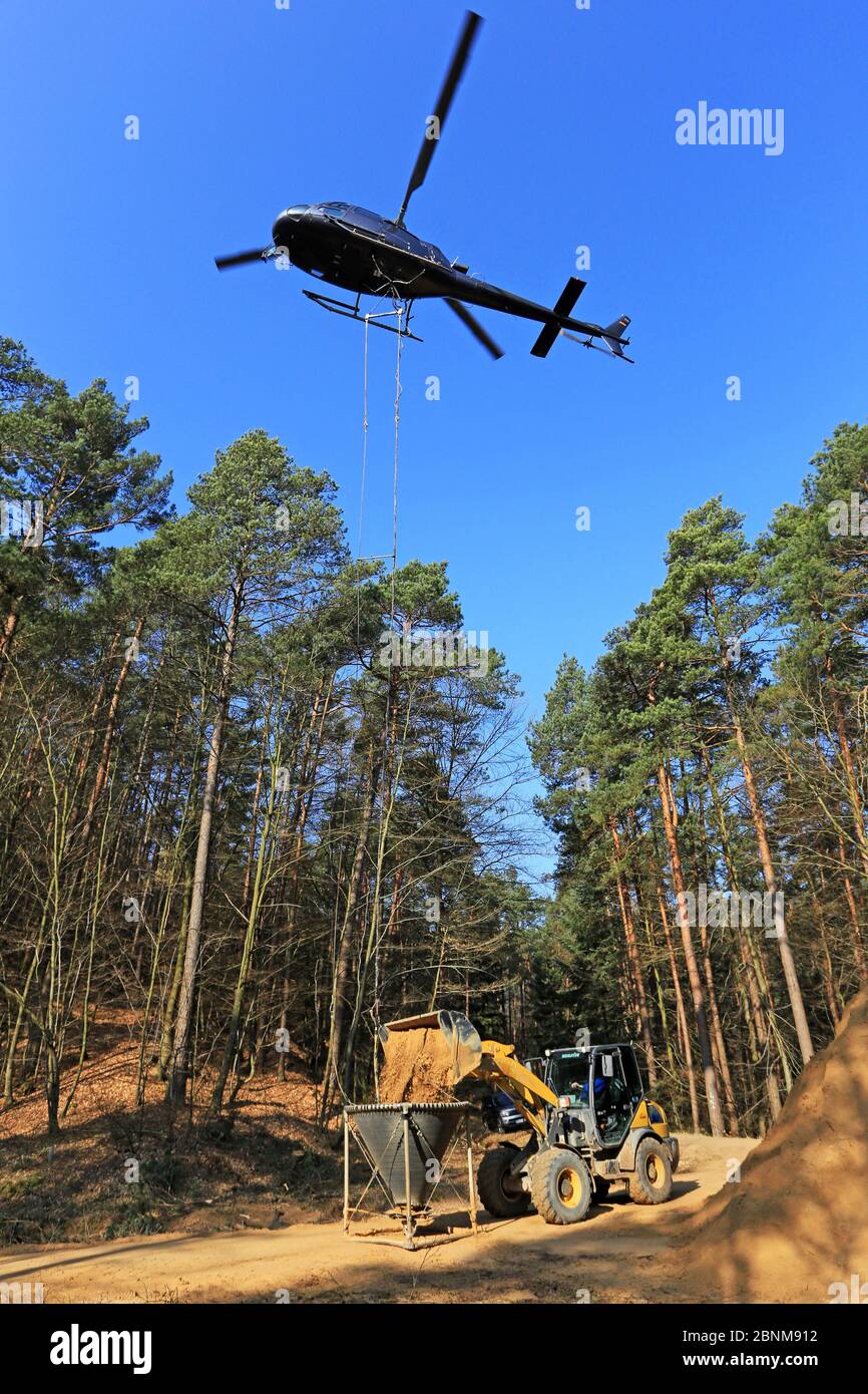 Limatura forestale in elicottero, Treviri, Renania-Palatinato, Germania Foto Stock