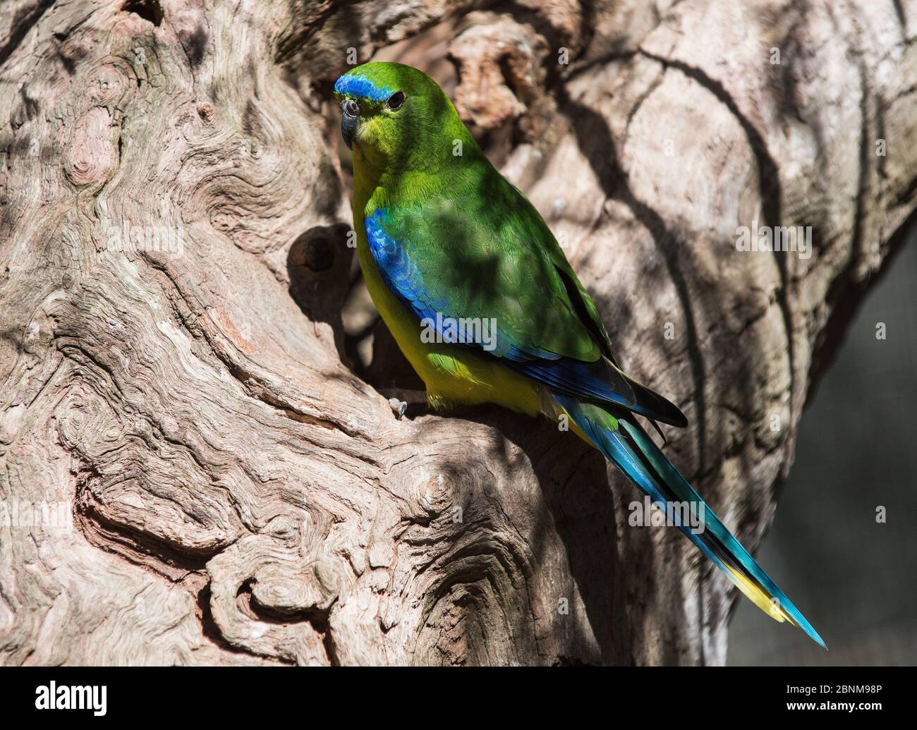 Parrot (Neophema chrystoma) su un vecchio ceppo di alberi, Werribee fognatura Farm, Victoria, Australia Foto Stock