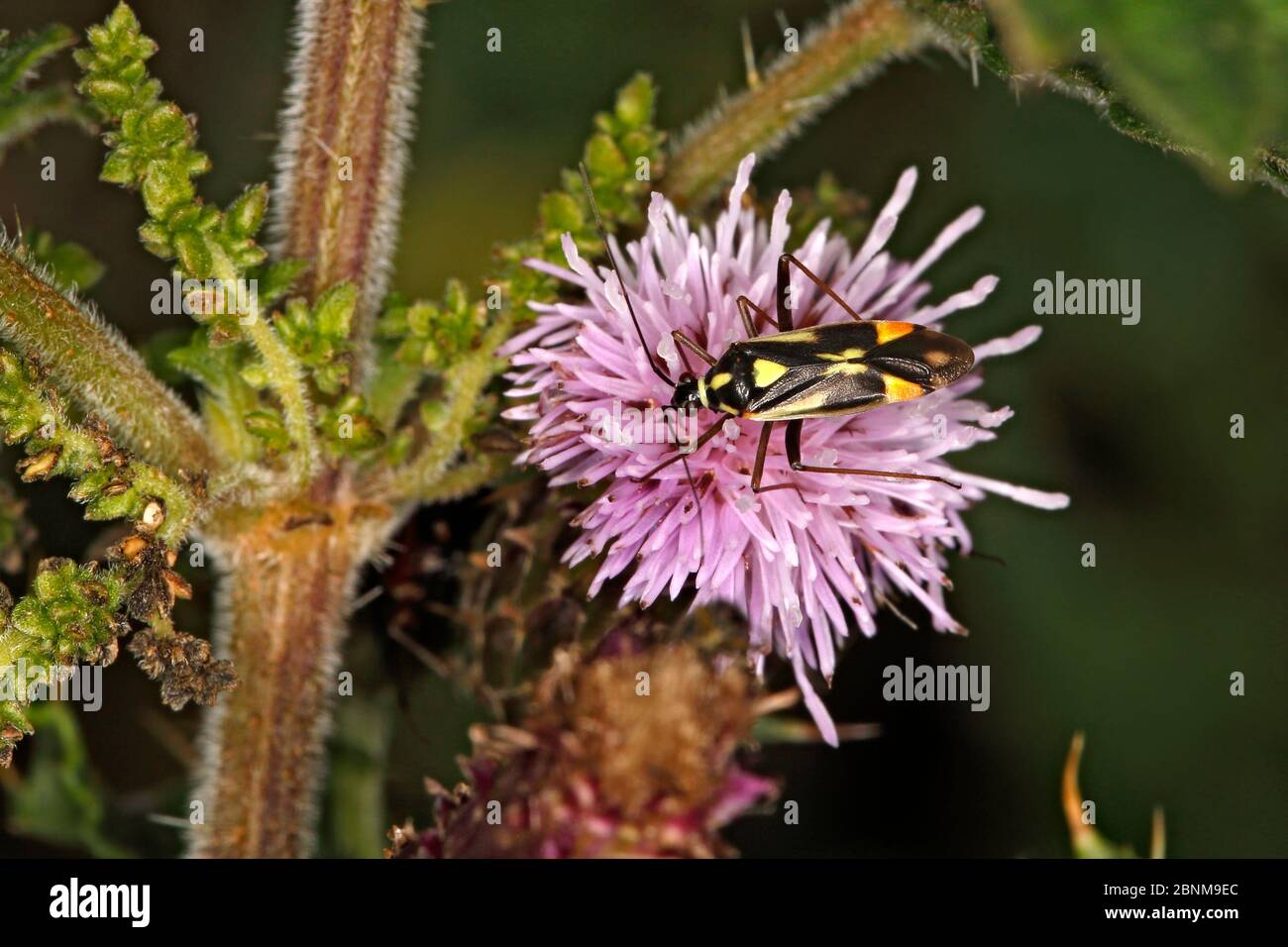 Bug (Grypocoris stysi) su Tristola strisciante (Cirsium arvense) flowerat the edge of Woodland Cheshire UK August55983 Foto Stock