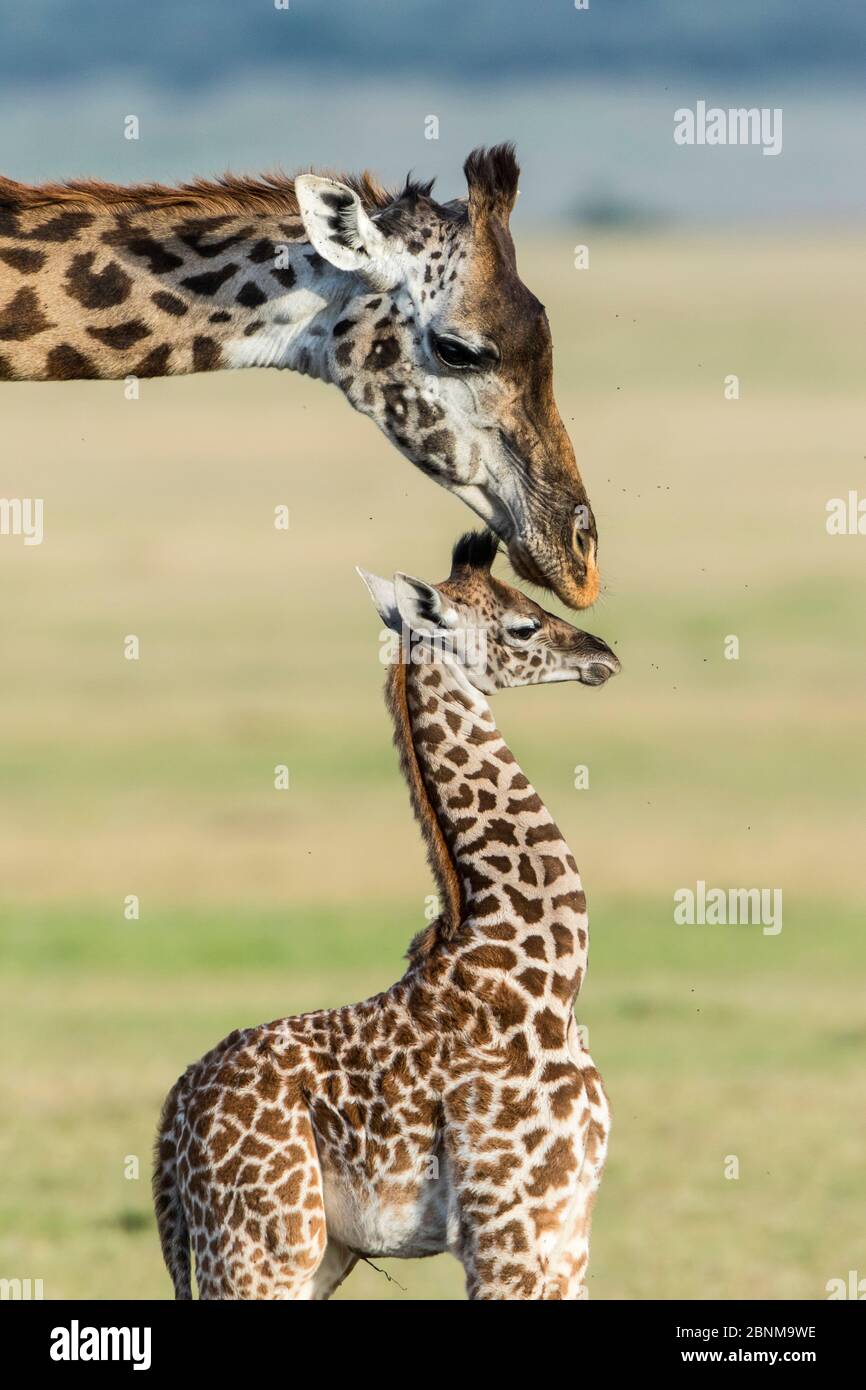 Masai giraffe (Giraffa camelopardalis tippelskirchi) femmina e vitello circondato da mosche, Masai Mara Game Reserve, Kenya. Foto Stock