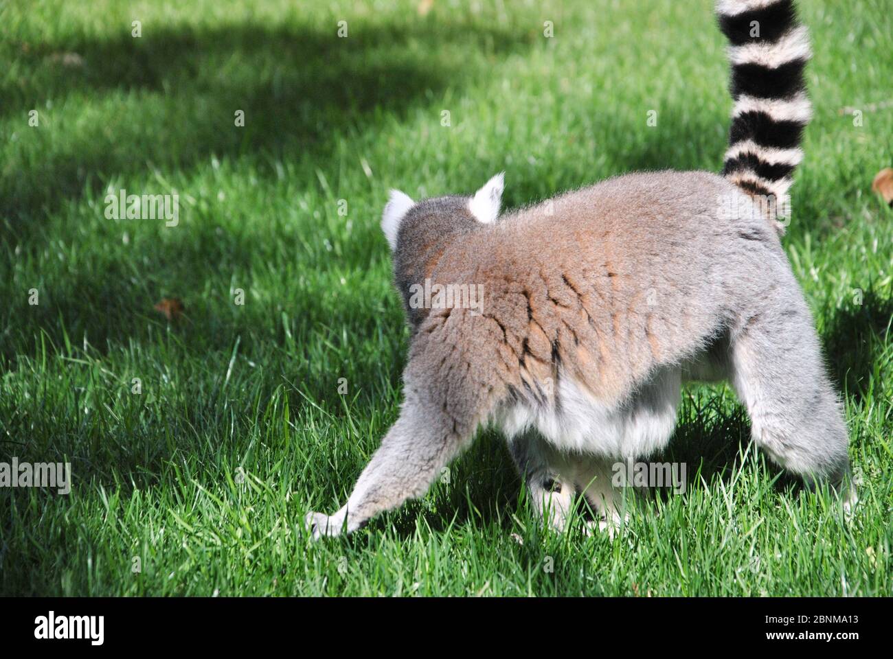Lemur che cammina attraverso l'erba in una giornata di sole. Colori della natura Foto Stock