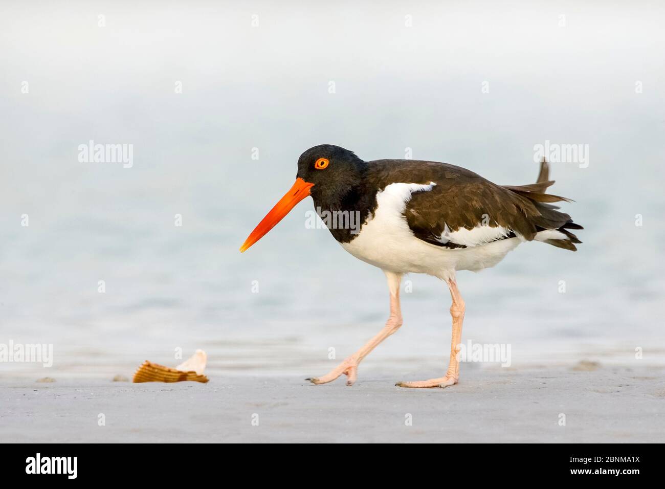 Ostriche americane (Haematopus palliatus) che nutrono adulti sulla costa. Fort De Soto Pk, Florida, Stati Uniti. Aprile. Foto Stock