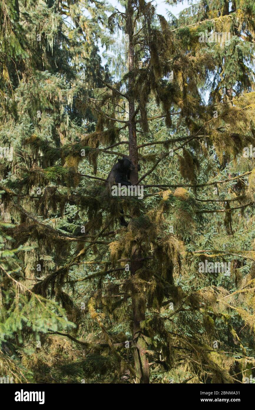 Orso nero (Ursus americanus) alto in un albero di abete Sitka, Anan Creek Observatory, Alaska, USA, luglio. Foto Stock