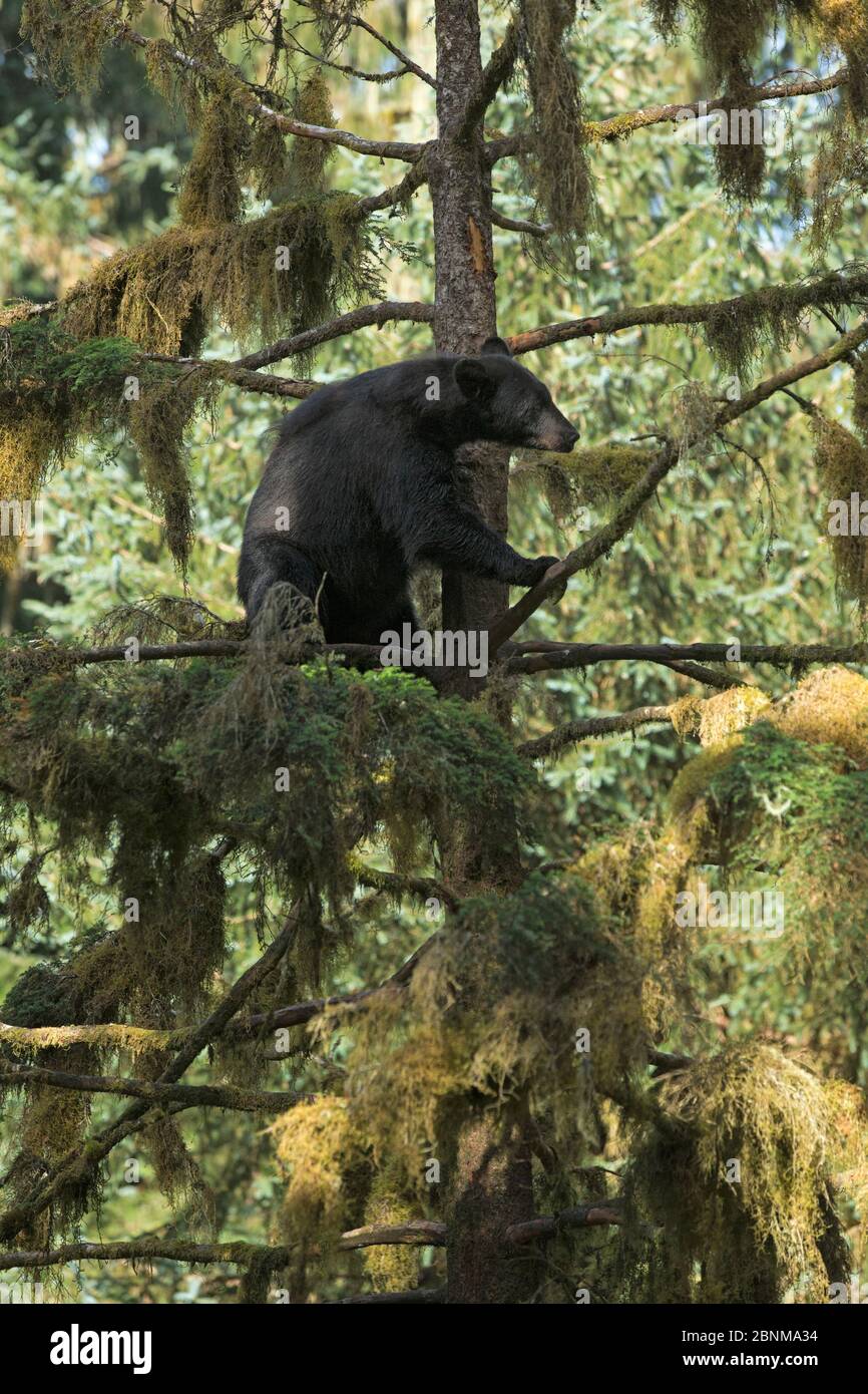 Orso nero (Ursus americanus) che sale in alto in un albero di abete Sitka, Anan Creek Observatory, Alaska, USA, luglio. Foto Stock
