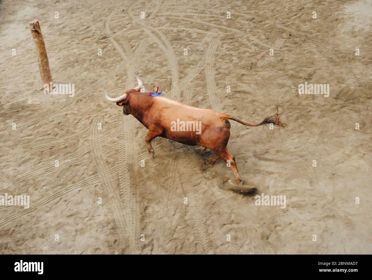 bull coraggioso uscendo ad una piazza.Tradizioni città Foto Stock