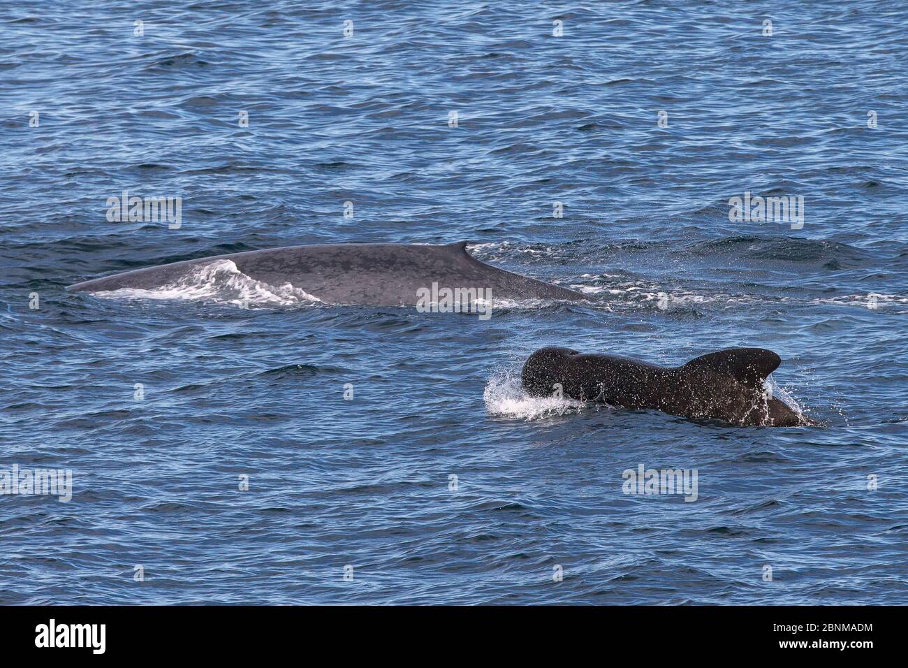 Balena blu (Balaenottera musculus) che si affaccia accanto a balena pilota con altalena corta (Globicephala macrorhynchus)Mare di Cortez, Golfo della California, Baja CA Foto Stock