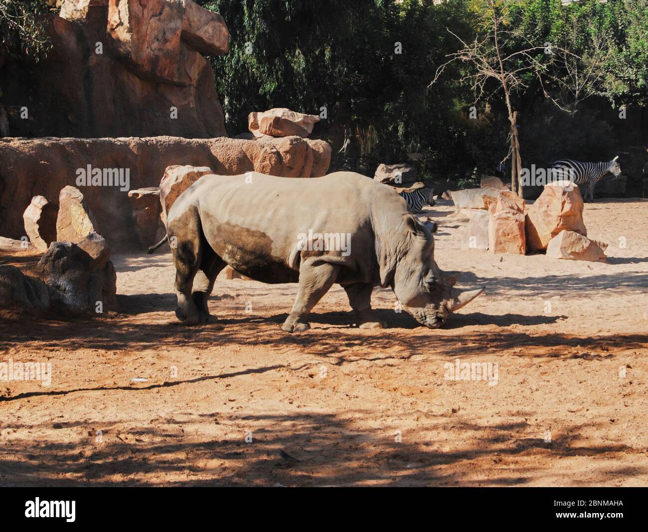 Rinoceronti e zebre che camminano sulla sabbia. Colori della natura Foto Stock