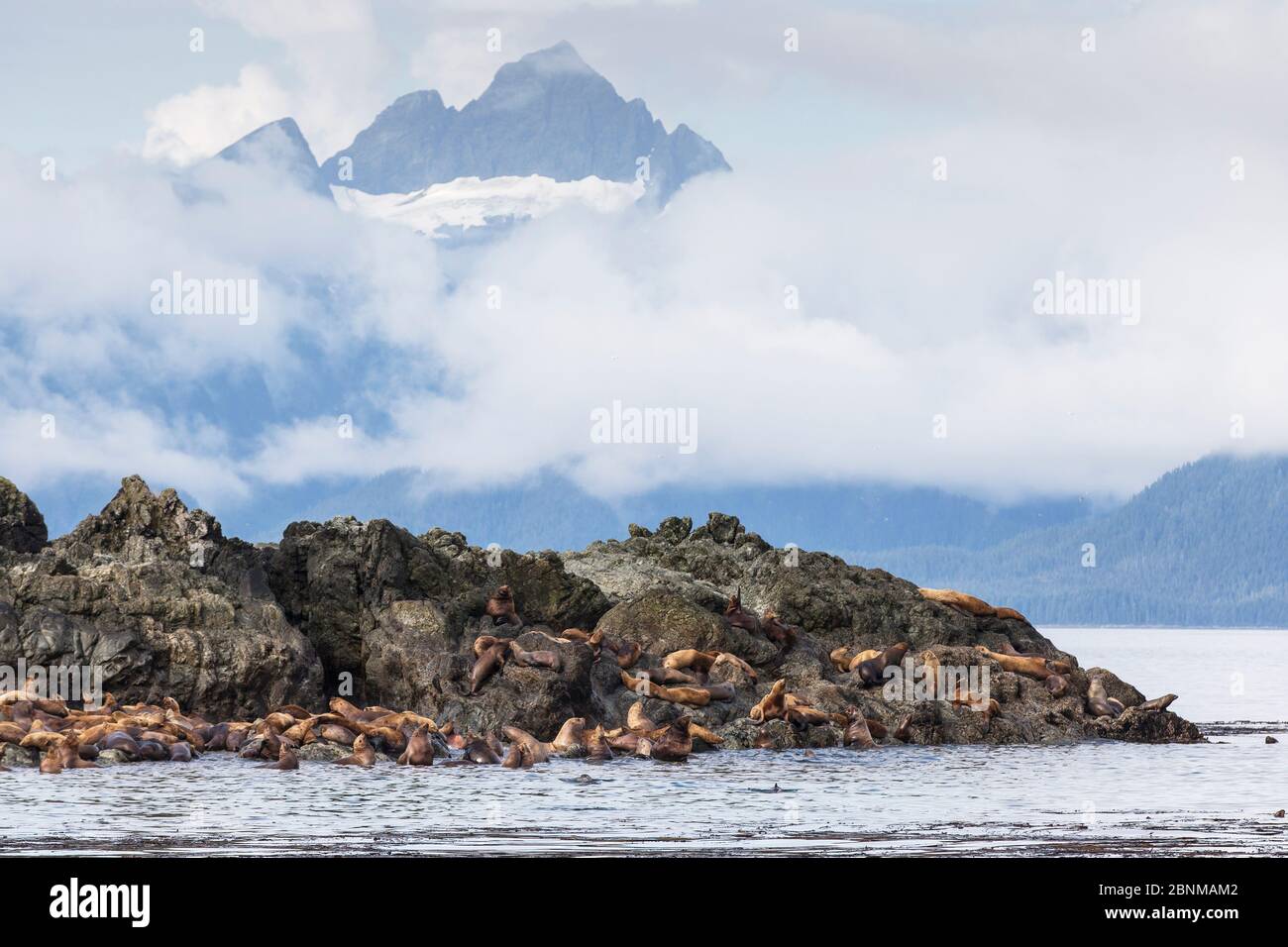 Steller / leone del mare del Nord (Eumetopias jubatus), rookery su rocce, Alaska sudorientale, USA, agosto, specie in via di estinzione Foto Stock