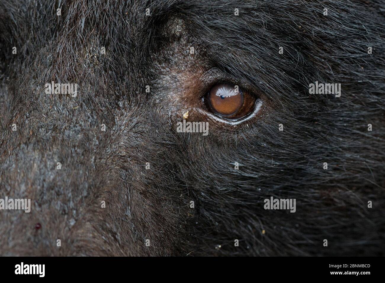Orso nero (Ursus americanus) primo piano della testa con occhio, Kake, Alaska sudorientale, Stati Uniti Foto Stock