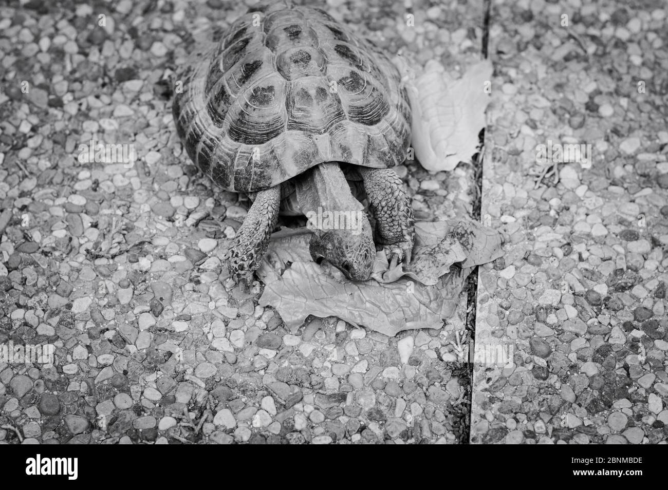 Una tartaruga di terra sta mangiando una foglia di lattuga in giardino  (Pesaro, Italia, Europa Foto stock - Alamy