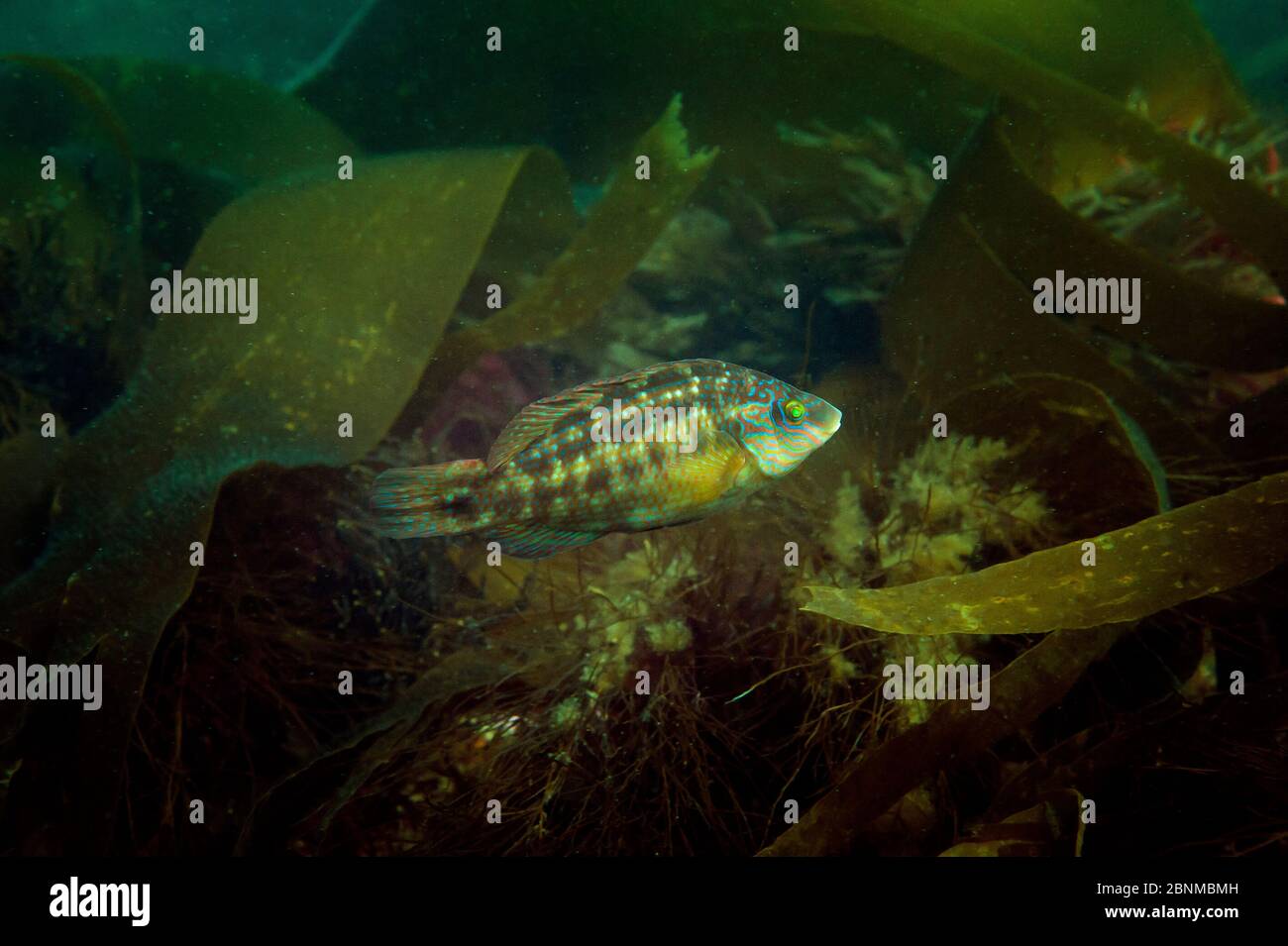 Corkwing Wrasse (Symphodus melope) di rocce coperte di erbacce, Hells Mouth (Porth Neigwl), Abersoch, Galles, Regno Unito agosto Foto Stock