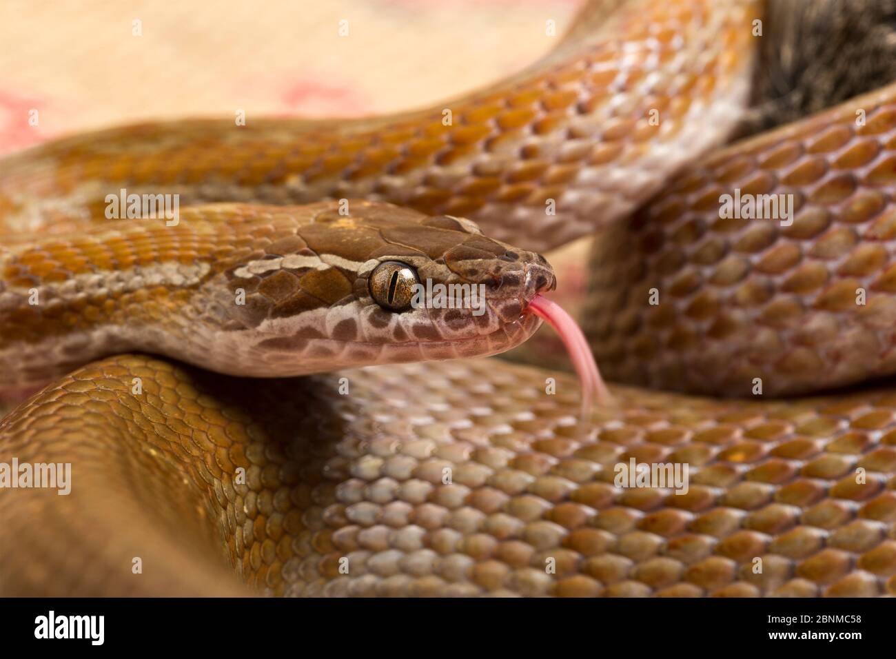 Capocupo casa serpente (Boadedon capensis) usando la lingua per assaggiare l'aria. Prigioniero dal Sudafrica. Foto Stock