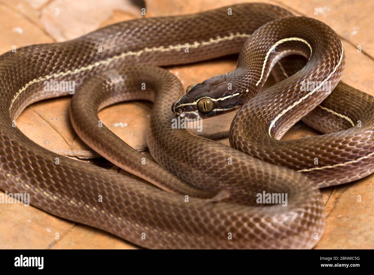 Fiancheggiata casa serpente (Boaedon lineatus) prigioniero, si verifica in Africa occidentale. Foto Stock
