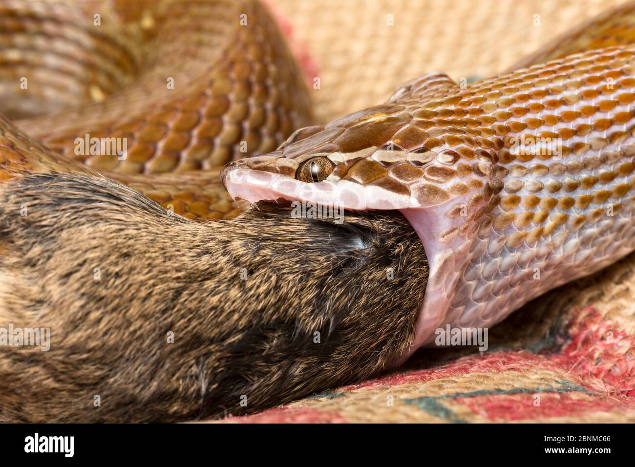 Capofamigliare (Boadedon capensis) mangiare il topo, mostrando le mascelle e la gola flessibili. Prigioniero dal Sudafrica. Foto Stock