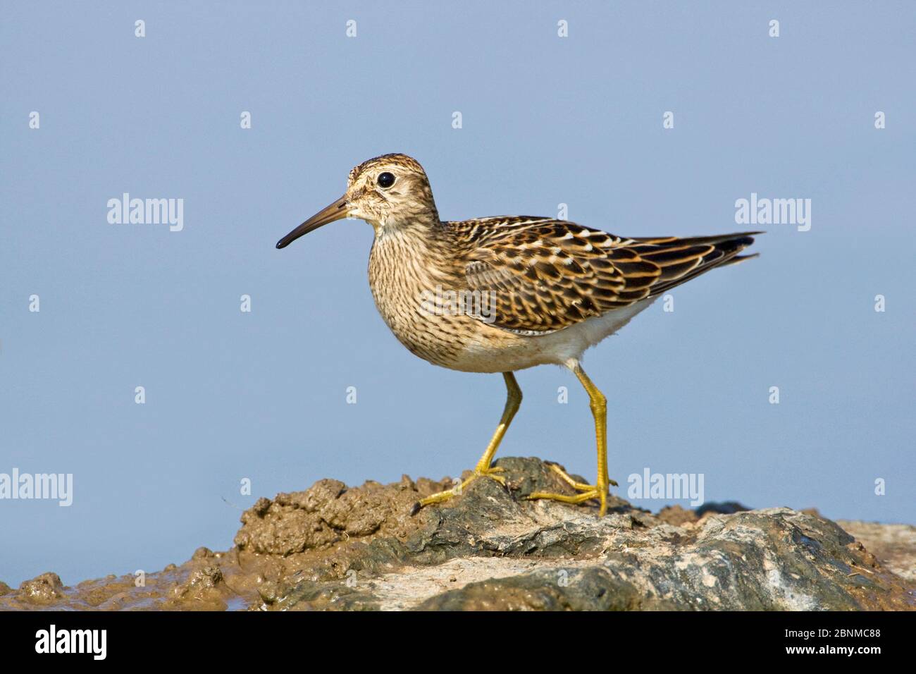 Sandpiper pettorale (Calidris melanotos) che si nutre intorno al bordo di allagamento superficiale, Llanrhystud, Ceredigion, Galles occidentale, Regno Unito, settembre. Foto Stock