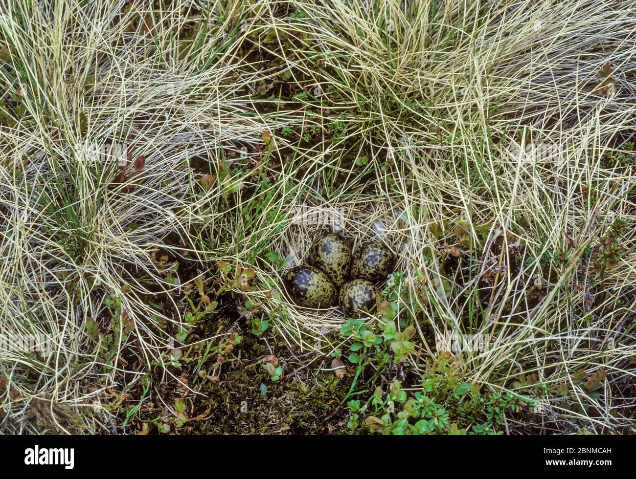 Nido di falaropo (Phalaropus lobatus) a collo rosso e eggsVarangerfiord, Norvegia. Foto Stock