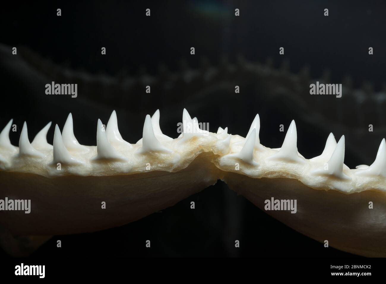 Squalo di sabbia (Carcharhinus plumbeus), esemplare di 2,08 m, mascella inferiore con denti in esposizione al Museo Oceanografico di Monaco, Principato di Monaco (digi Foto Stock