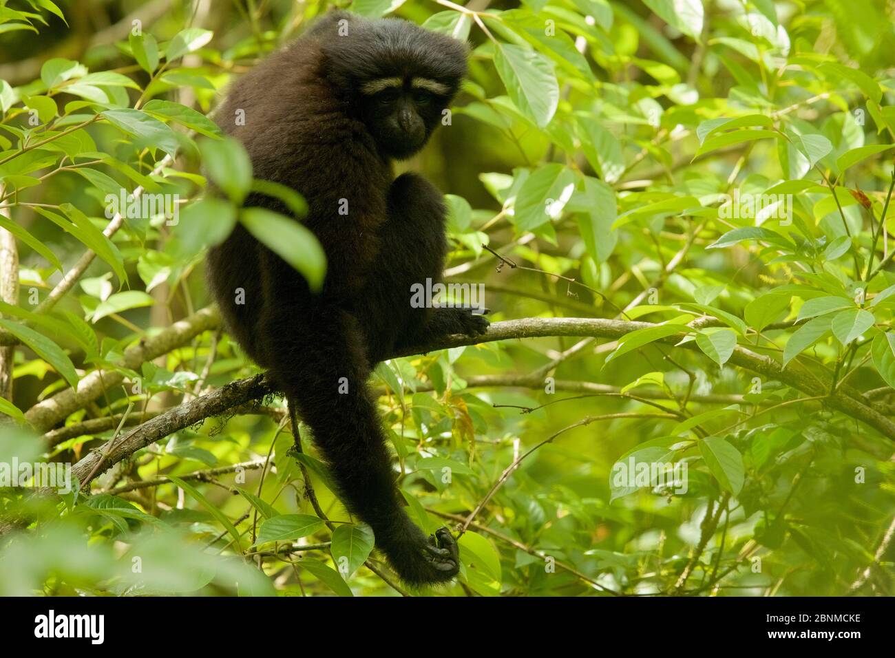 Skywalker Hooklock gibbon (Hooklock tianxing) precedentemente descritto come orientale hooklock gibbon (Hookock leuconedys) Jailigong Montagne Nazionale natura Rese Foto Stock