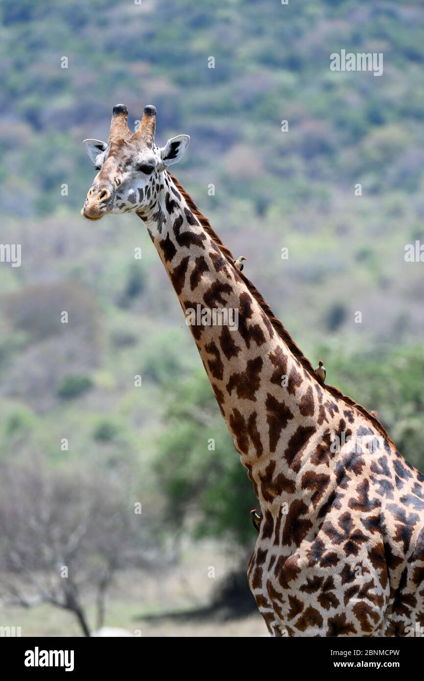 Ritratto di Masai giraffe (Giraffa camelopardalis tippelskirchi) con oxpecker Redfatturato (Buphagus erythrorhynchus) sul collo, Parco Nazionale di Akagera, R. Foto Stock