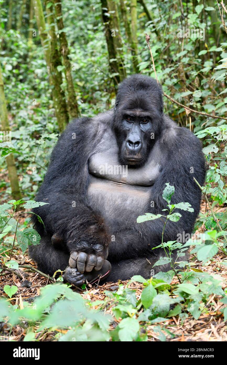 Silverback Gorilla pianeggiante orientale (Gorilla beringei graueri) nella foresta equatoriale del Parco Nazionale di Kahuzi Biega. Kivu meridionale, Repubblica democratica del C. Foto Stock