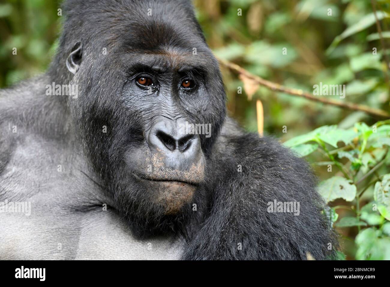 Silverback Gorilla pianeggiante orientale (Gorilla beringei graueri) nella foresta equatoriale del Parco Nazionale di Kahuzi Biega. Kivu meridionale, Repubblica democratica del C. Foto Stock