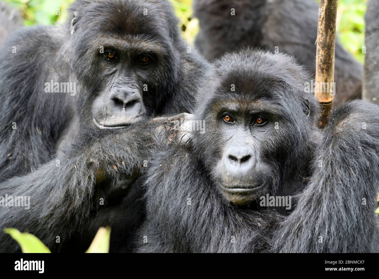Gorilla della pianura orientale (Gorilla beringei graueri) che si adornano nella foresta equatoriale del Parco Nazionale di Kahuzi Biega. Kivu meridionale, Repubblica democratica del con Foto Stock