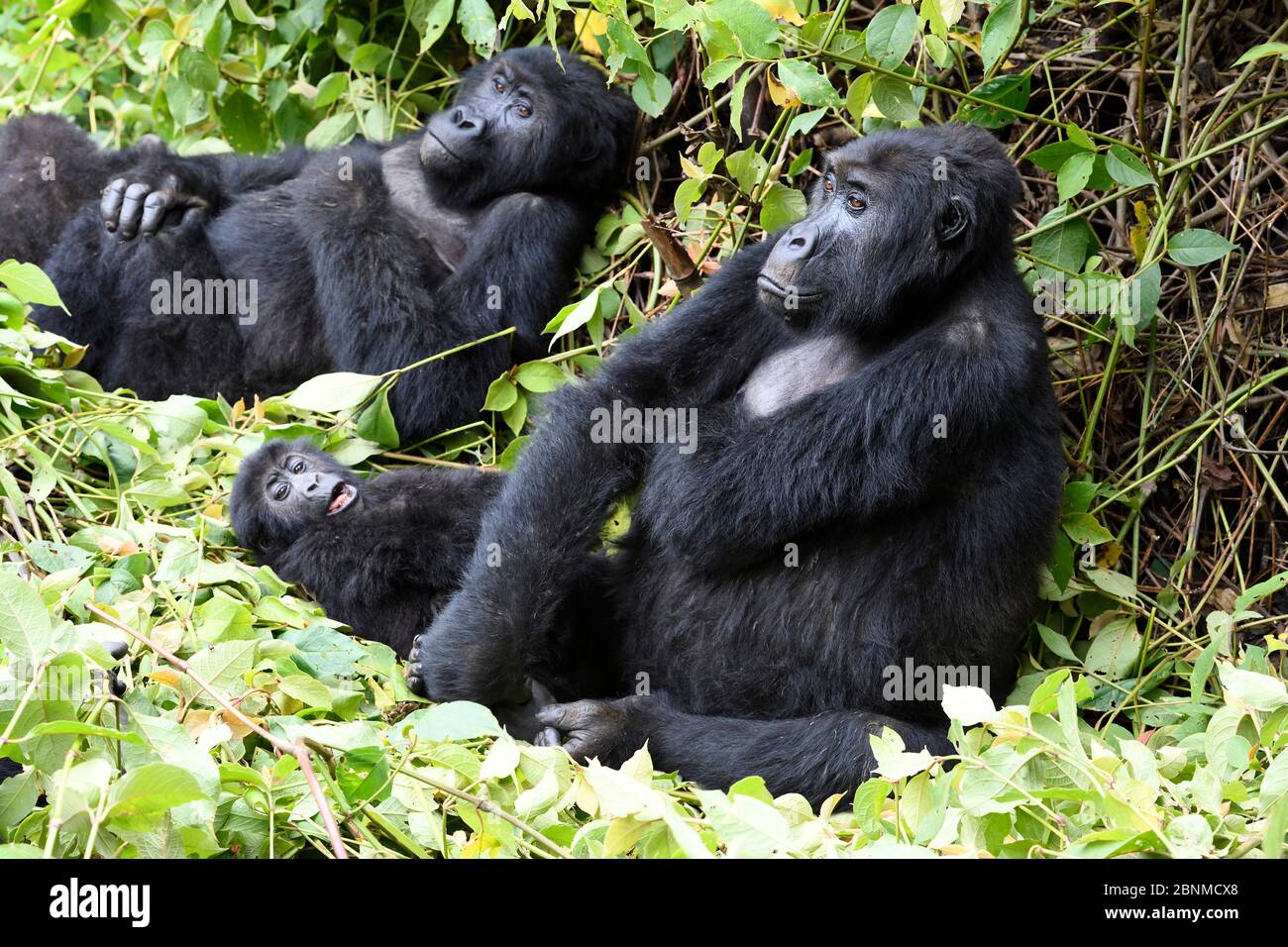 Gorilla della pianura orientale (Gorilla beringei graueri) riposante con il bambino nella foresta equatoriale del Parco Nazionale di Kahuzi Biega. Sud Kivu, democratico Foto Stock