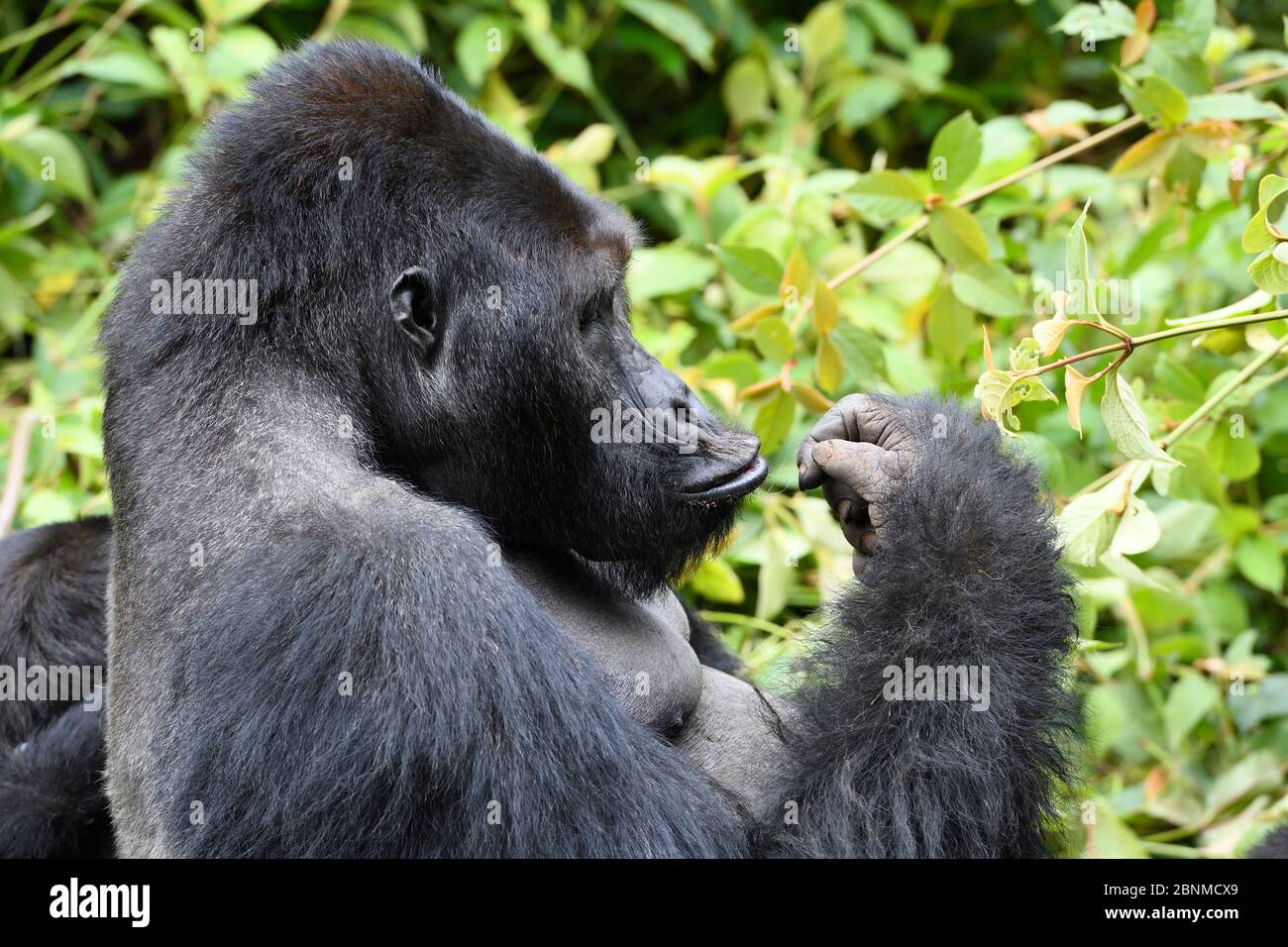 Silverback Gorilla pianeggiante orientale (Gorilla beringei graueri) nella foresta equatoriale del Parco Nazionale di Kahuzi Biega. Kivu meridionale, Repubblica democratica del C. Foto Stock