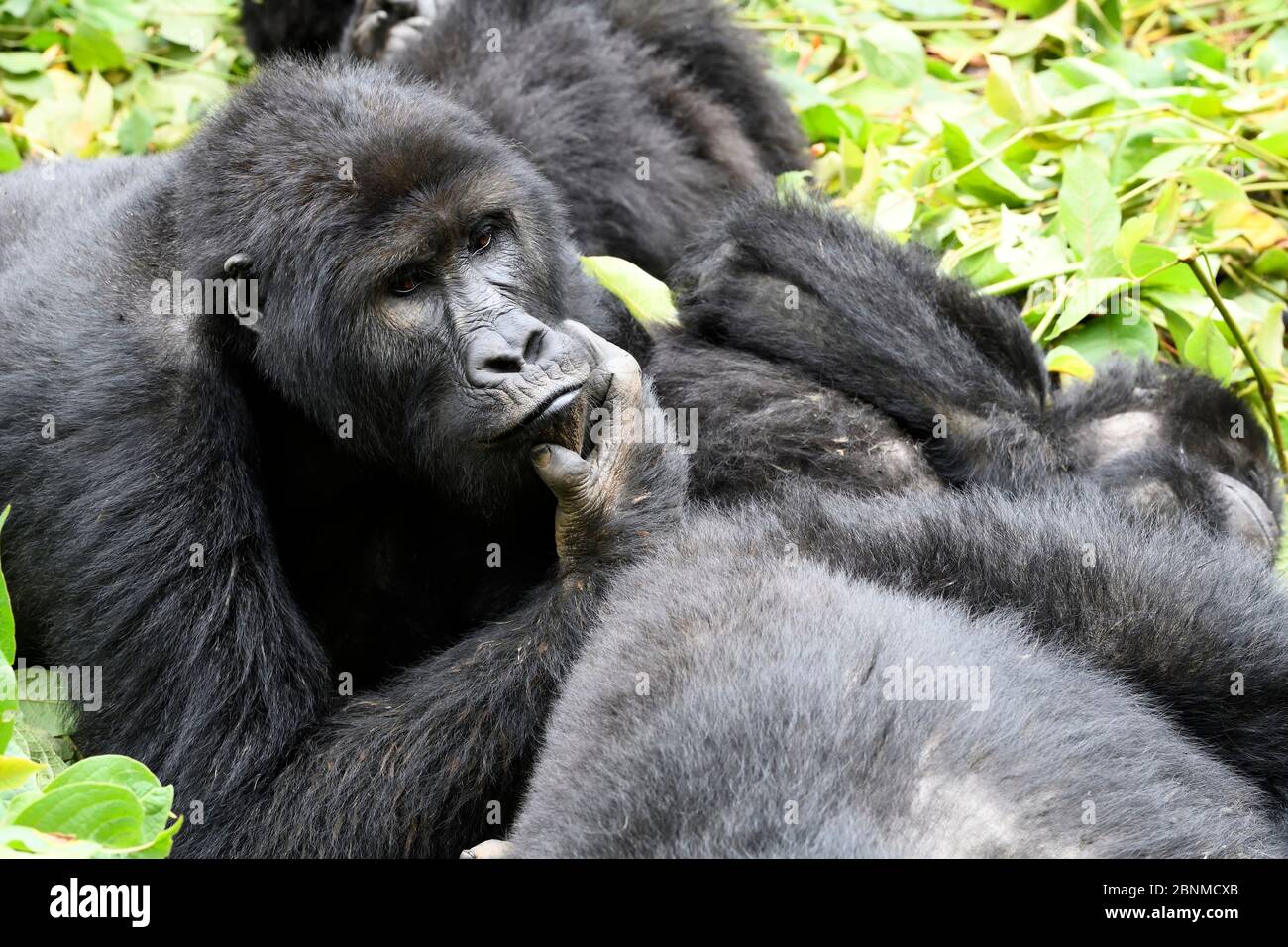 Gruppo di famiglia Gorilla beringei graueri, nella foresta equatoriale del Parco Nazionale di Kahuzi Biega. Kivu meridionale, Repubblica Democratica Foto Stock