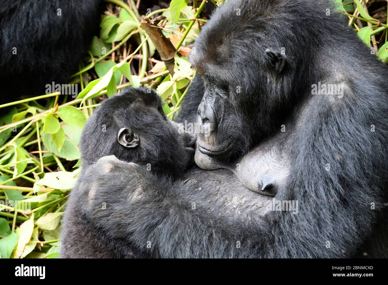 Gorilla della pianura orientale (Gorilla beringei graueri) che allatta nella foresta equatoriale del Parco Nazionale di Kahuzi Biega. Kivu meridionale, Repubblica democratica Foto Stock