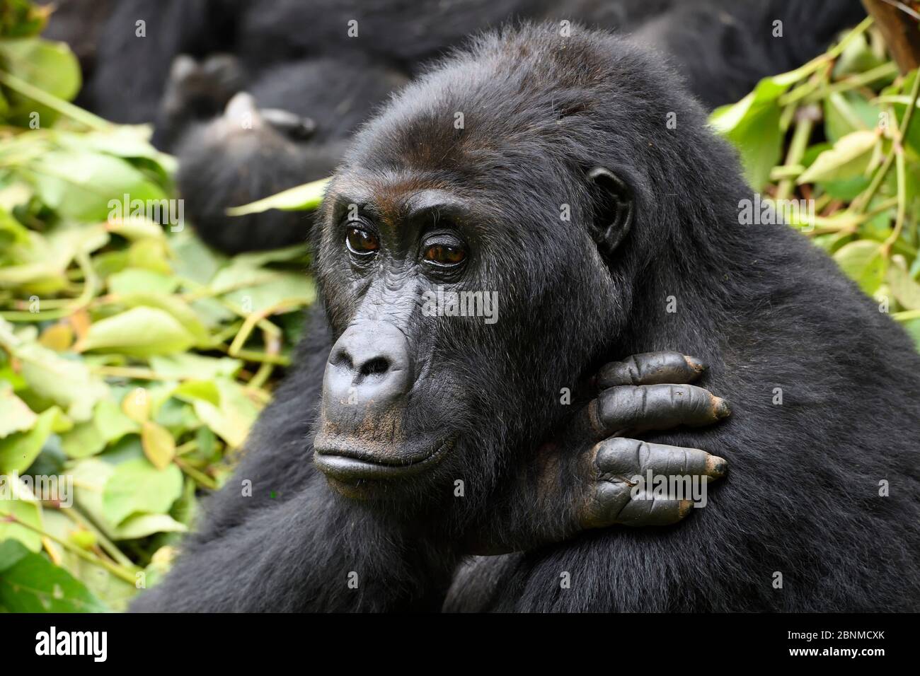 Gorilla della pianura orientale (Gorilla beringei graueri) nella foresta equatoriale del Parco Nazionale di Kahuzi Biega. Kivu del Sud, Repubblica Democratica del Congo Foto Stock