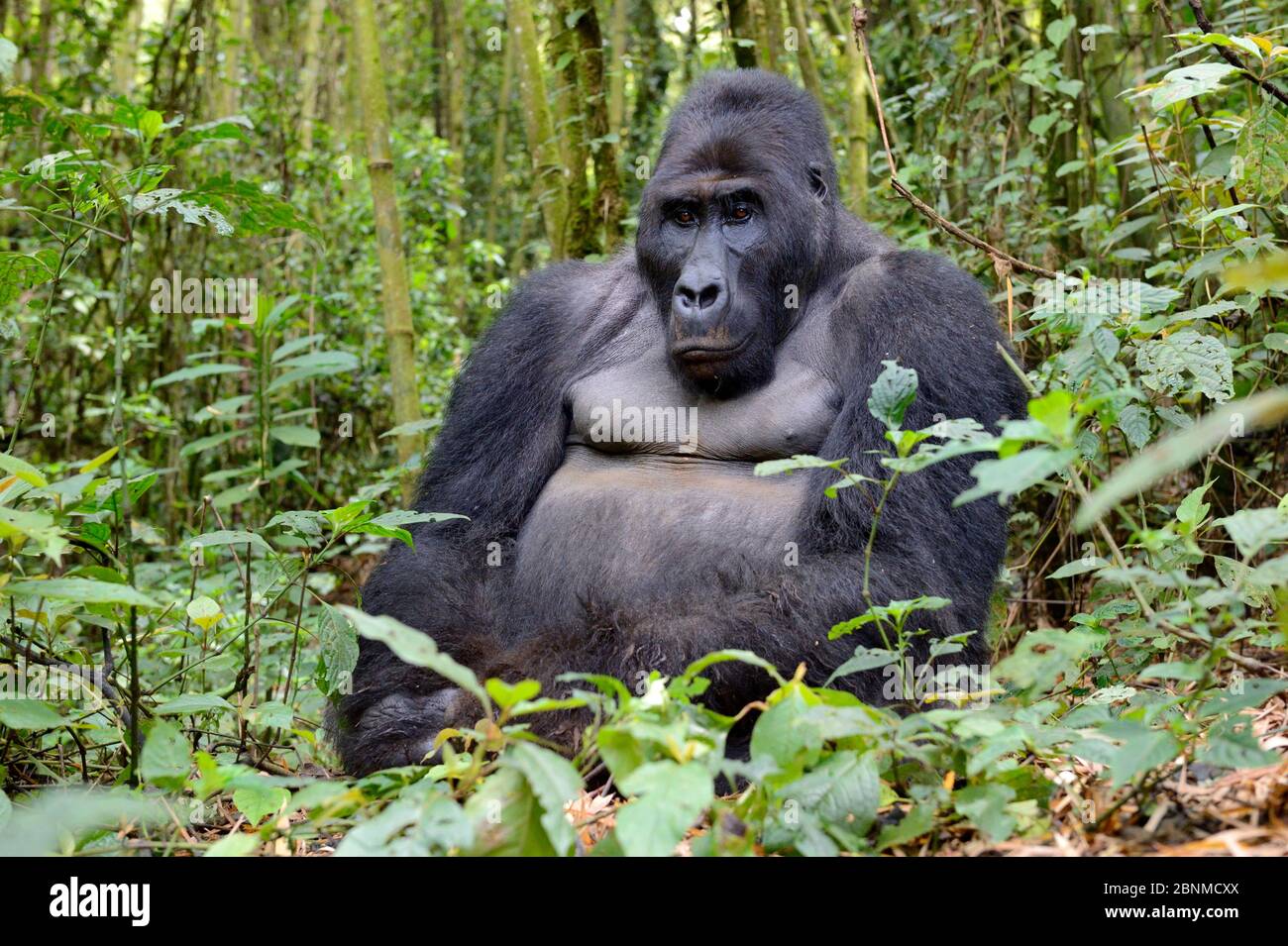 Gorilla della pianura orientale (Gorilla beringei graueri) seduta nella foresta equatoriale del Parco Nazionale di Kahuzi Biega. Kivu meridionale, Repubblica Democratica Foto Stock