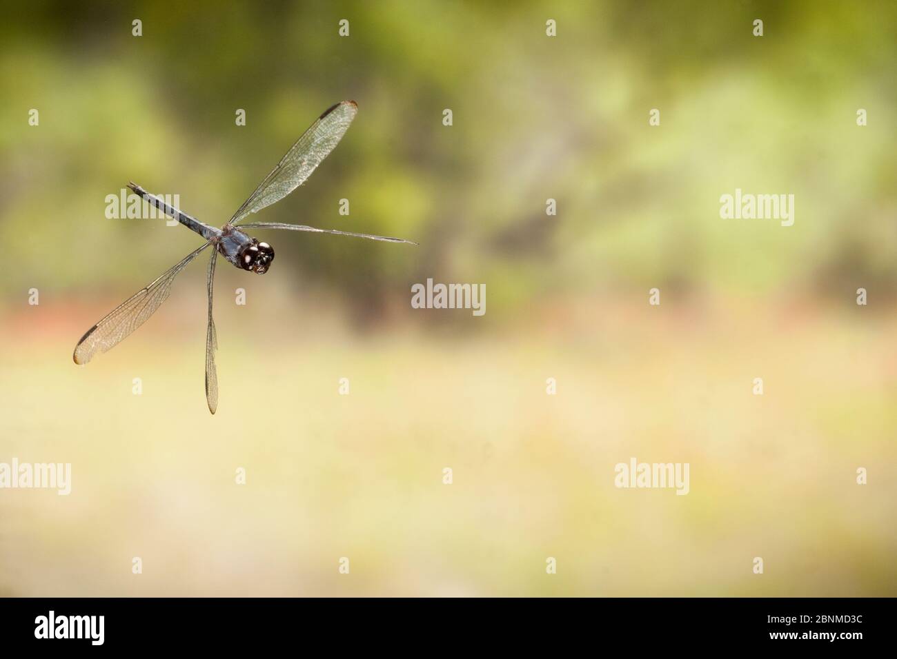 Slaty skimmer (Libellula incesta) maschio in volo Lamar County, Texas, Stati Uniti condizioni controllate. Agosto Foto Stock