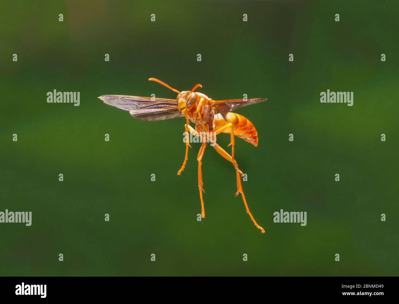 Polistes carolina (Red Wasp) in volo Lamar County, Texas, Stati Uniti condizioni controllate. Agosto Foto Stock