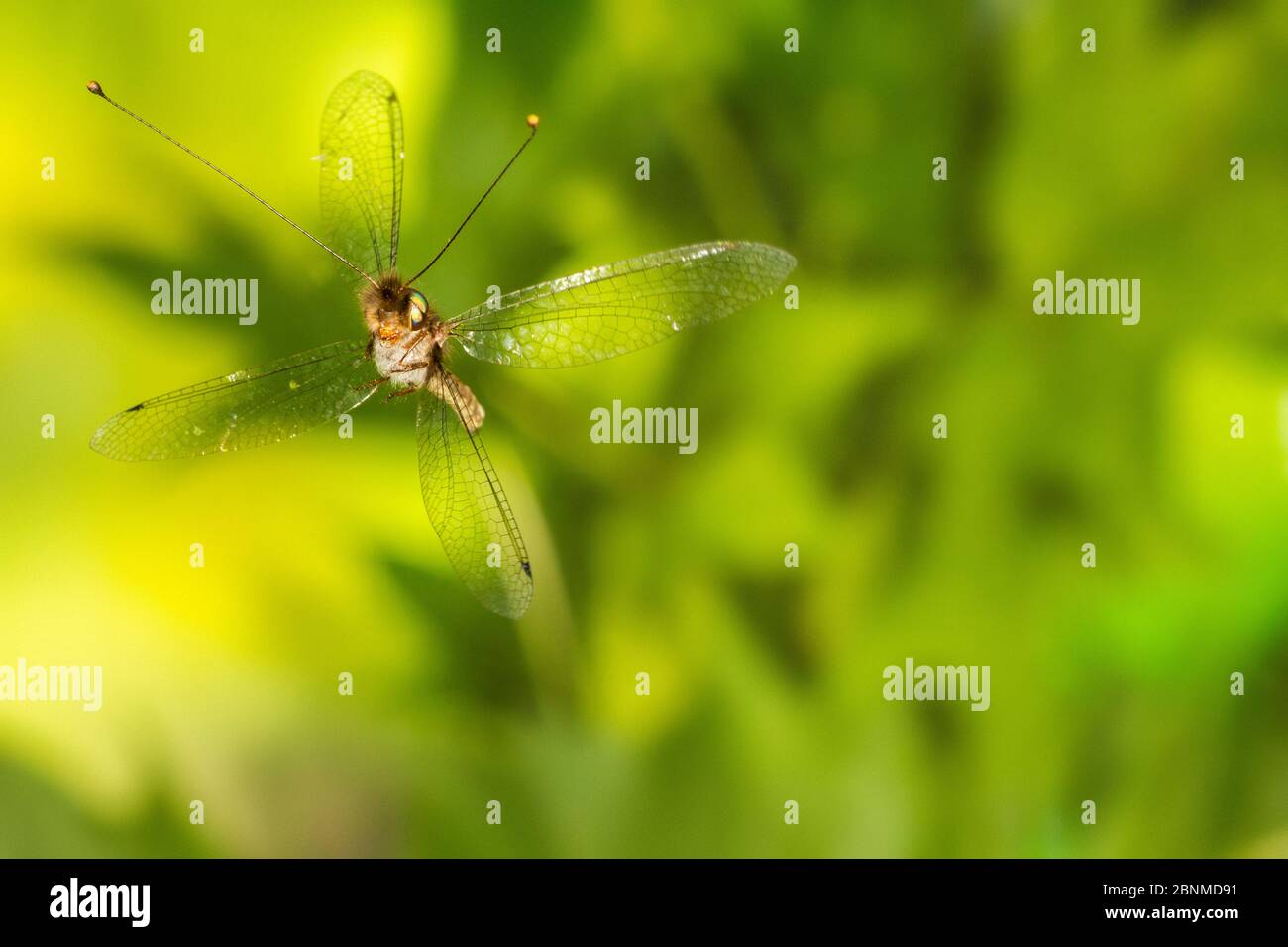 Owlfly (Ululodes floridanus), volo maschile, Tuscaloosa County, Alabama, Stati Uniti condizioni controllate. Luglio Foto Stock