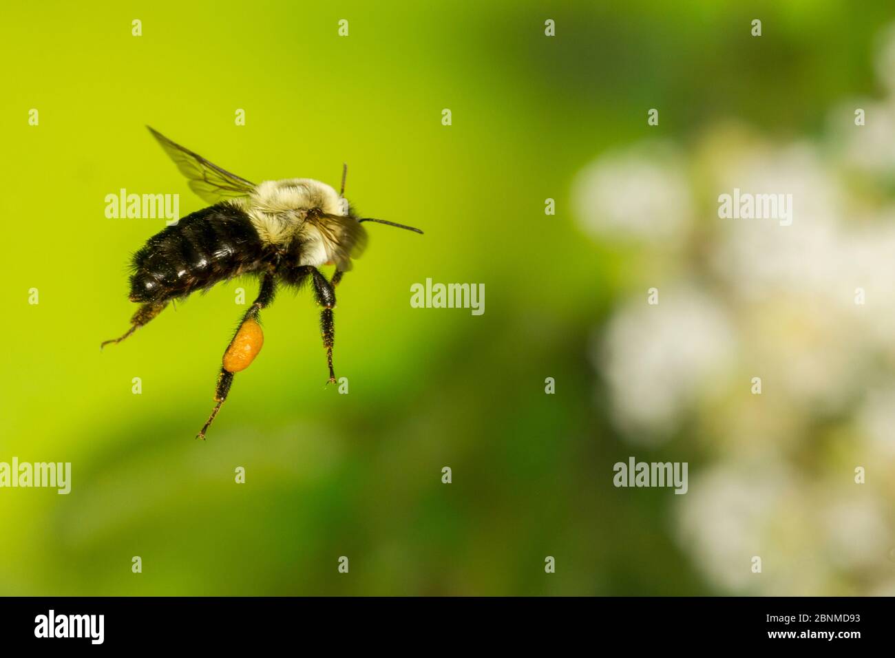 Comune orientale Bumble Bee (Bombus impaziens) lavoratore di volo, Tuscaloosa County, Alabama, Stati Uniti controllato condizioni. Luglio Foto Stock