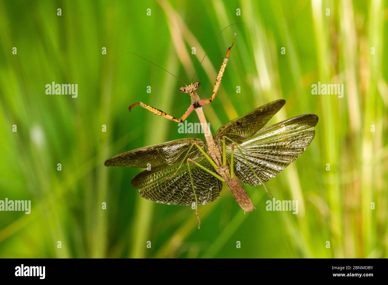 Carolina Mantis (Stagmomantis carolina) maschile volare, Tuscaloosa County, Alabama, Stati Uniti controllato condizioni. Settembre Foto Stock