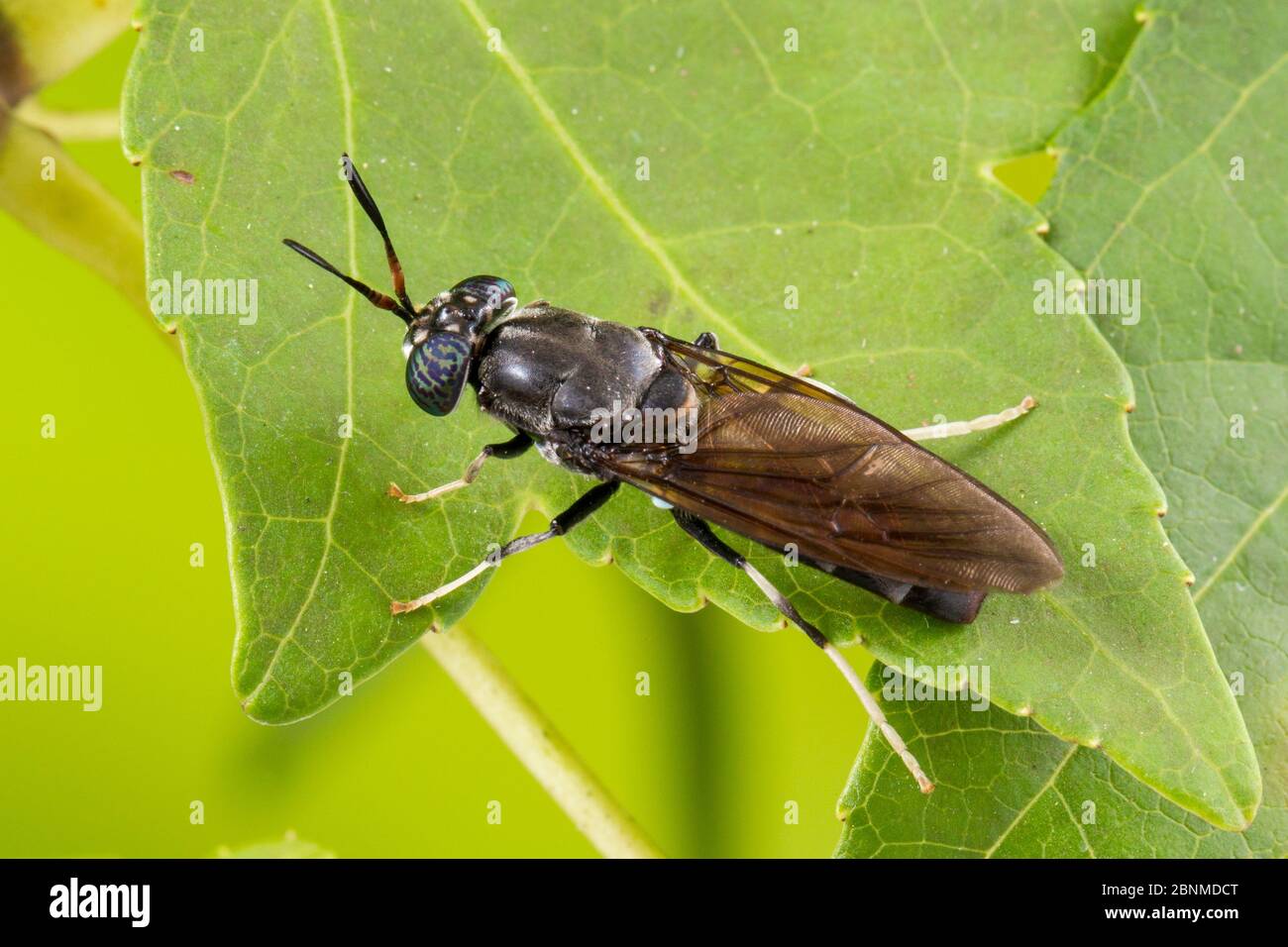 Black Soldier Fly (Hermetia Illucens), Tuscaloosa County, Alabama, USA settembre Foto Stock