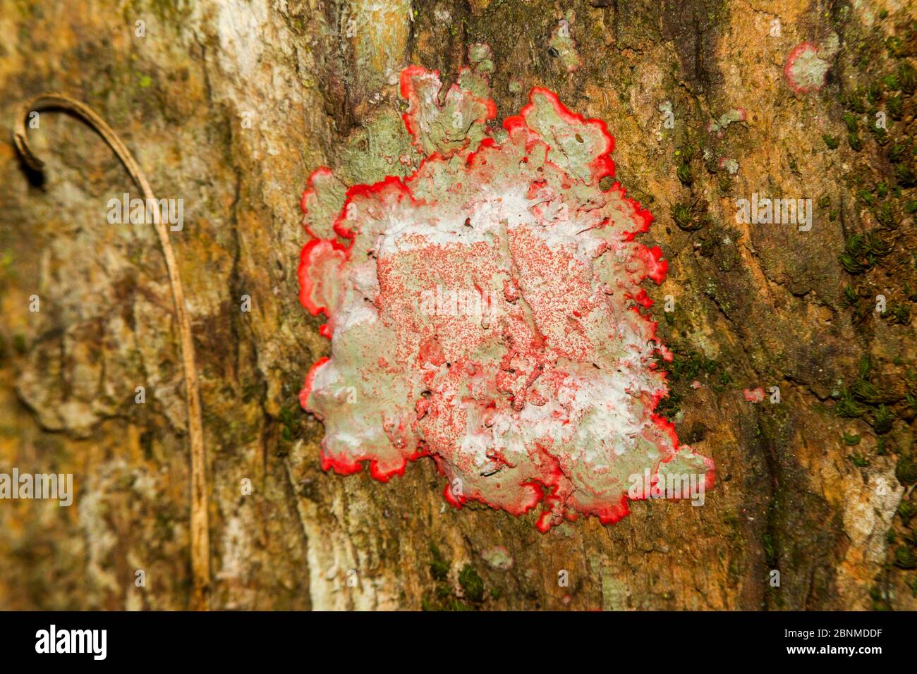 Lichene di Natale (Cryptothecia rubrocincta) Florida, Stati Uniti. Settembre Foto Stock