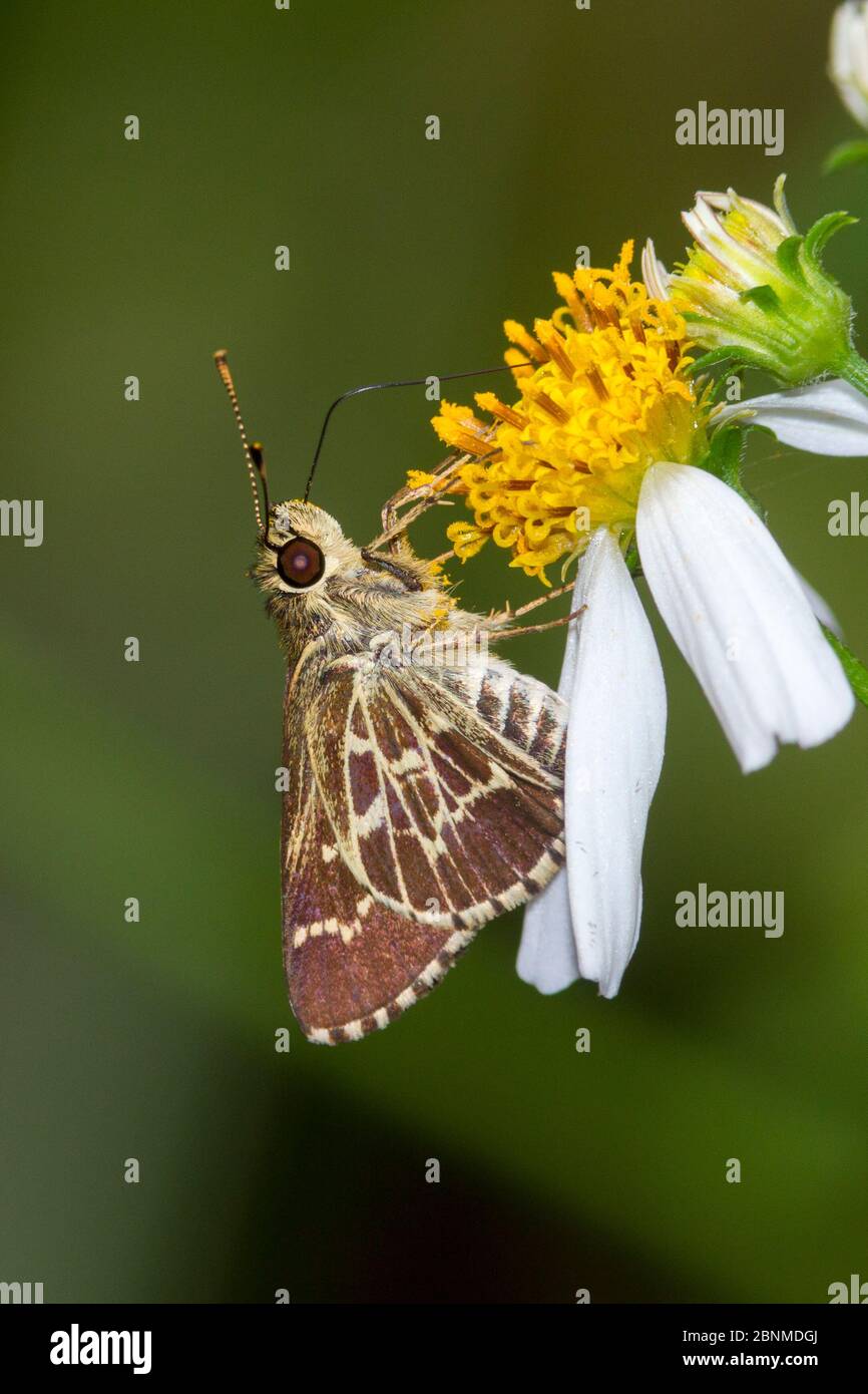 Farfalla da skipper con ali di lacci (Amblyscirtes aesculapius) Orange County, Florida, USA settembre Foto Stock