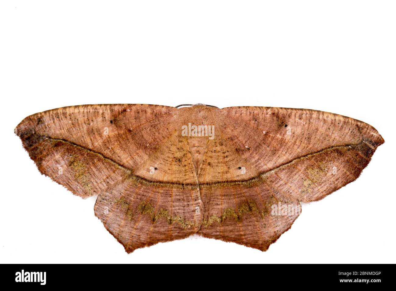 Grande acero anacero (Procherodes lineola) su sfondo bianco, Tuscaloosa County, Alabama, USA settembre Foto Stock