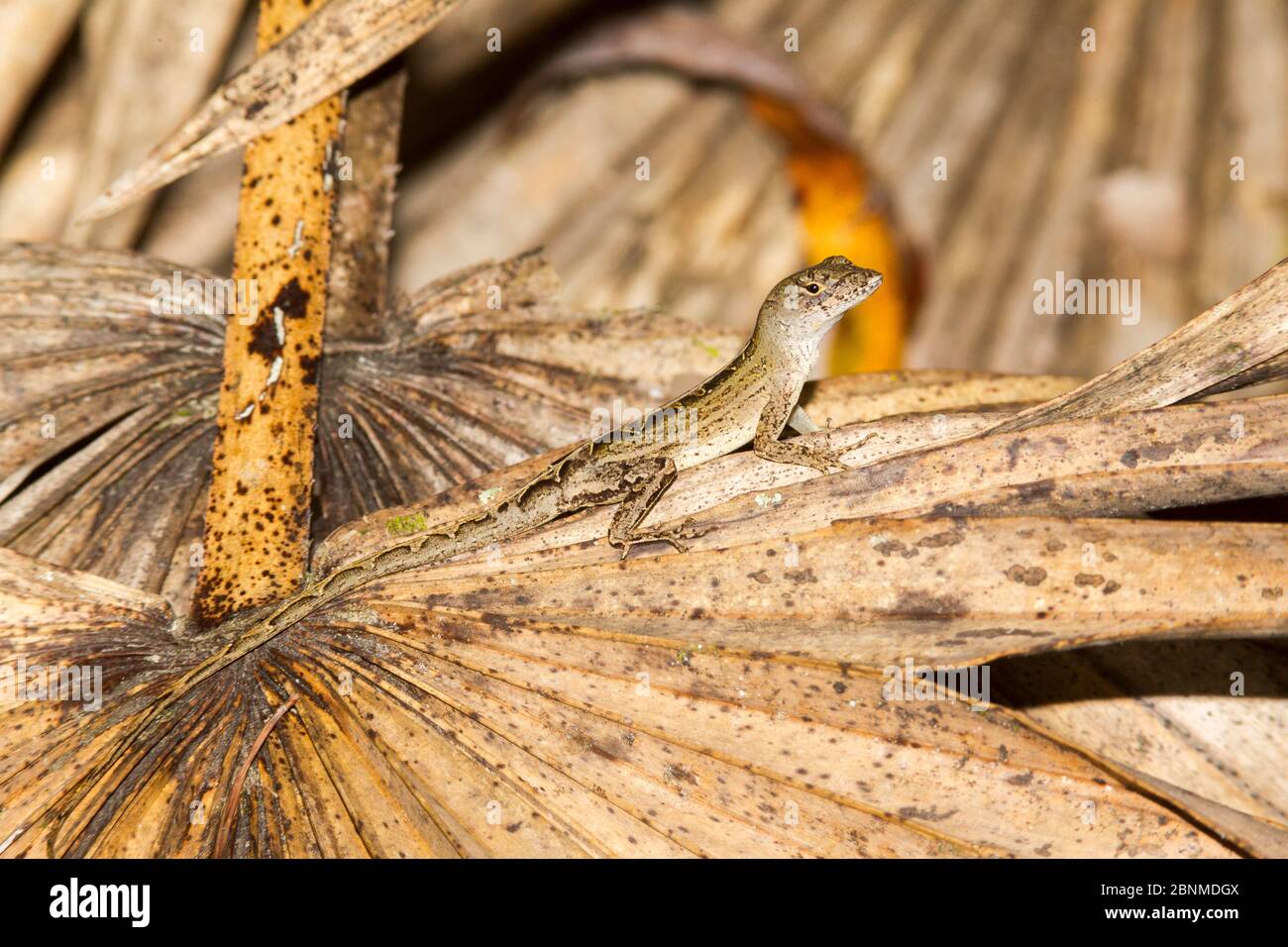 Anole marrone cubano (Anolis sagrei) Contea di Orange, Florida, USA settembre Foto Stock